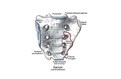 Laisser tomber le sacrum